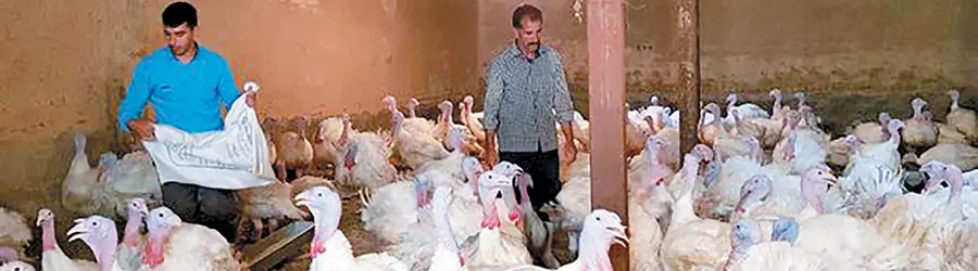 بوقلمون برنز رئیسی