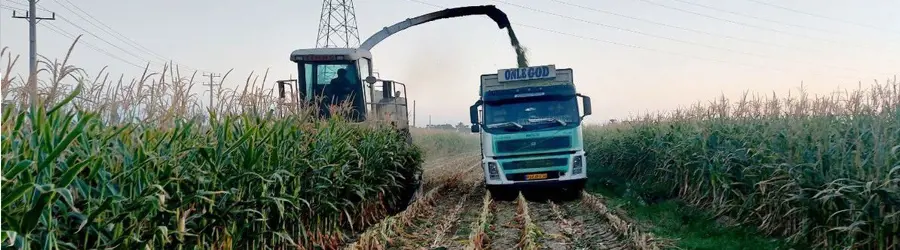 پخش خوراک دام در سراسر کشور