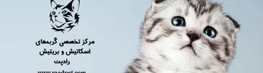 فروشگاه تخصصی بچه گربه های نژاد دار