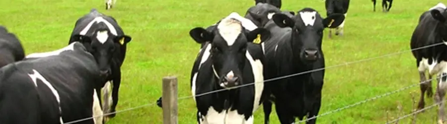 دامداری اله وردی