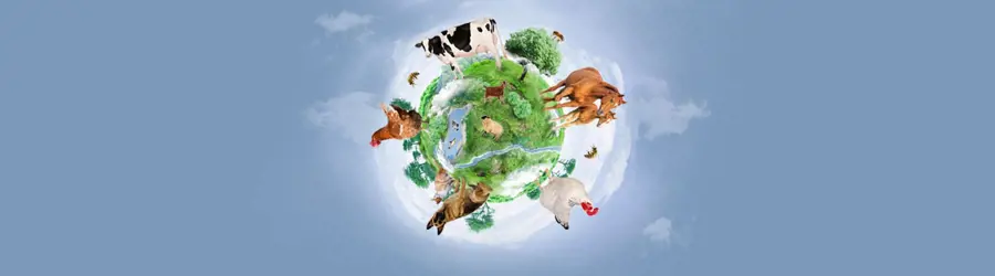 پایگاه اطلاع رسانی مرغابی