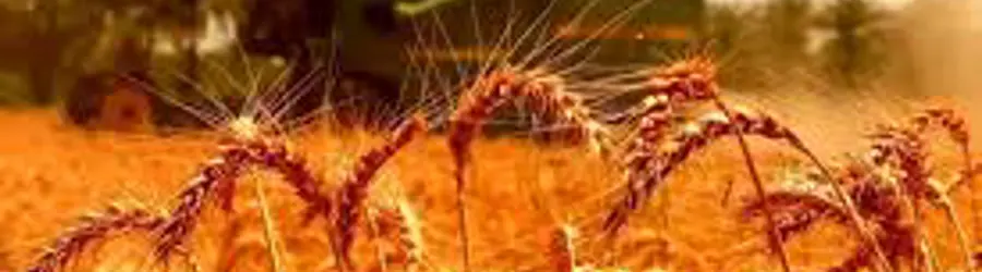 توزیع و پخش خوراک دام و طیور