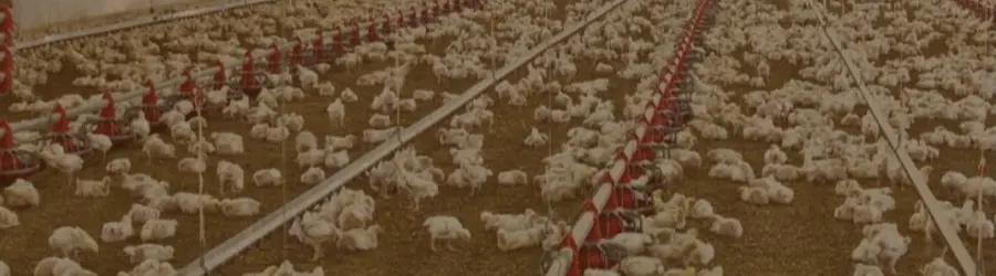 بهاران قزوین