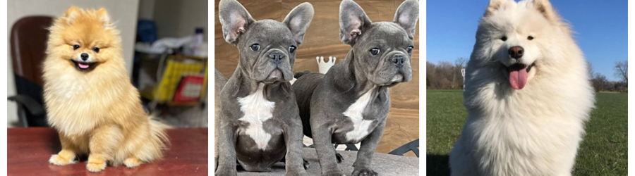 مرکز خرید و فروش سگ های وارداتی