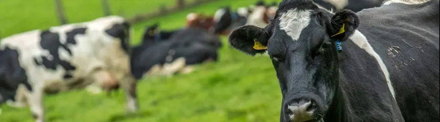 خدمات تلقیح مصنوعی دام کرمانشاه