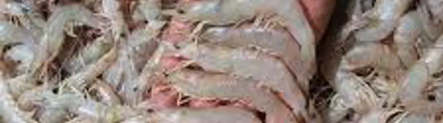 میگو علیزاده