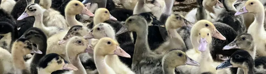 فروش اردک محلی و اردک پکنی