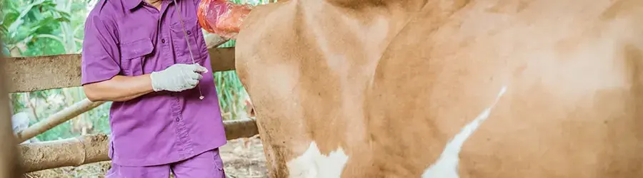 خدمات تولید مثلی دام