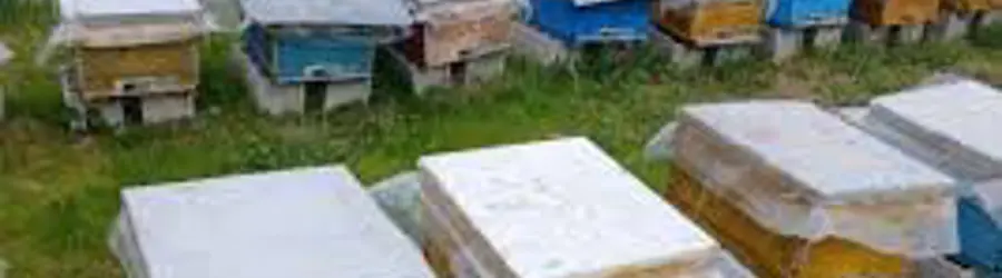 ملکه کارنیکا فارس