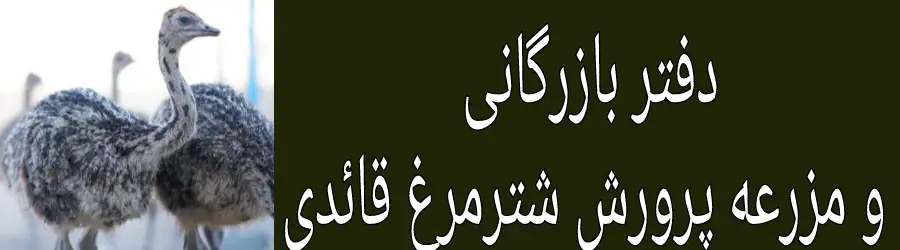 دفتر  بازرگانی و مزرعه پرورش شترمرغ قائدی