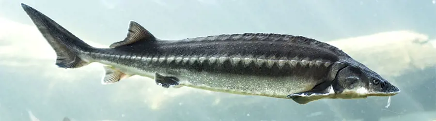 ماهی خاویار اکبری