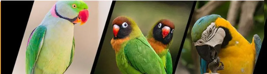 بیزیم طوطی