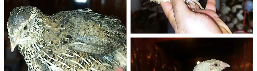 روسام بلدرچین گلپایگان