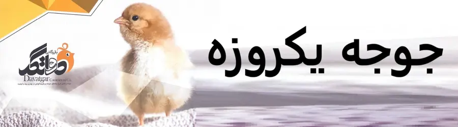 جوجه یکروزه
