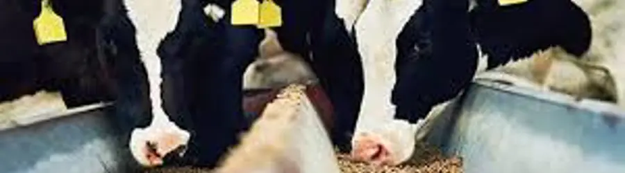 خوراک دام سبک و سنگین