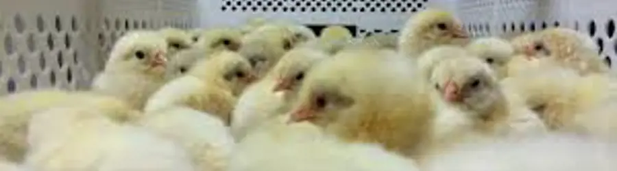 شرکت تعاونی نوک طلایی ابهر