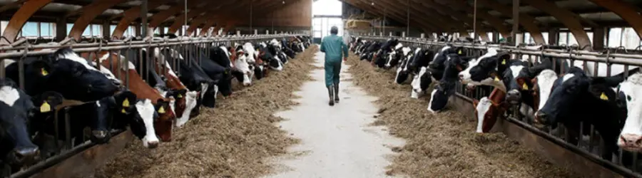 دامداری افشاری