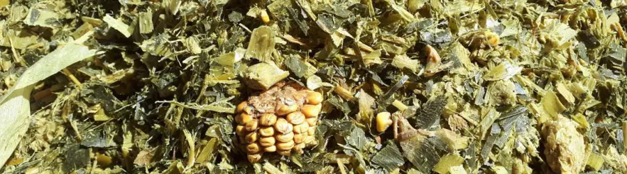 بازرگانی شفیع دانه