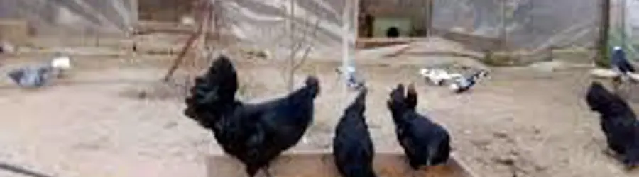 طیور زینتی انتظام