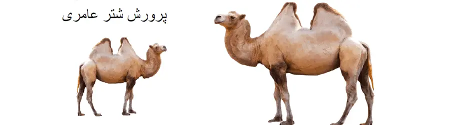 پرورش و خرید و فروش شتر عامری