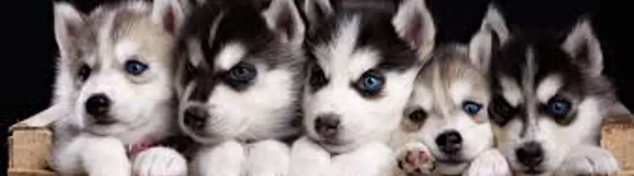 پرورش پت افتخاری