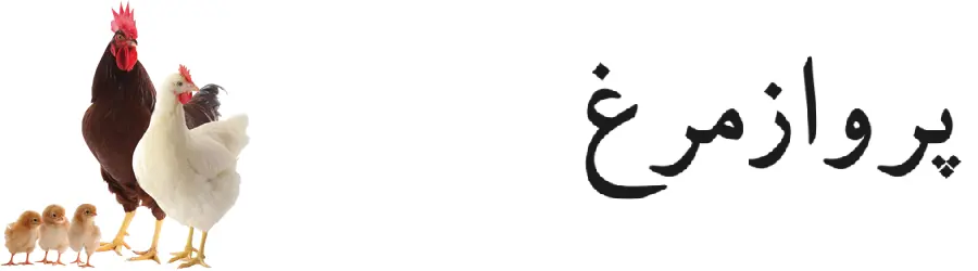 پرواز مرغ