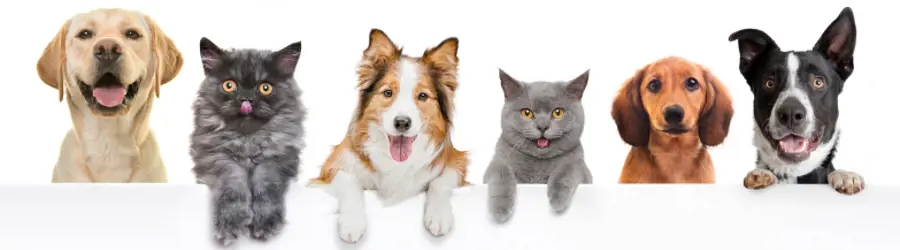 پت شاپ آرنیکا