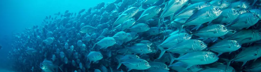 صیادان جنوب