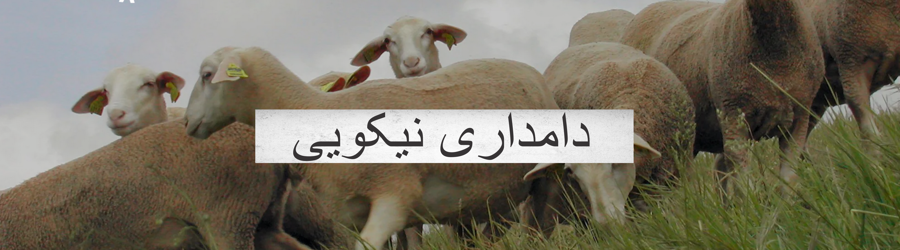 دامداری صنعتی  نیکویی