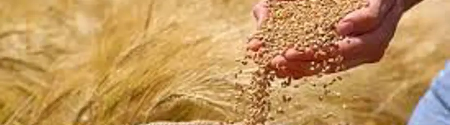 غلات دام بیات پور