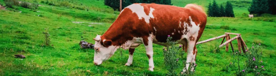 بنگاه  خرید  و فروش   دام  سنگین  بزی