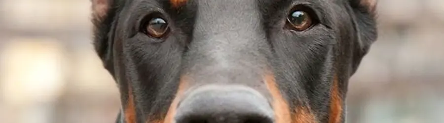 باشگاه سگهای نگهبان (آلفادن)