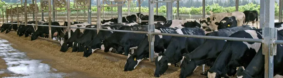 املاک ثریایی