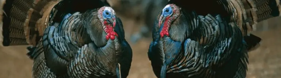 بوقلمون برنز گالوس