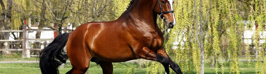 مشاوره تغذیه و جیره نویسی اسب