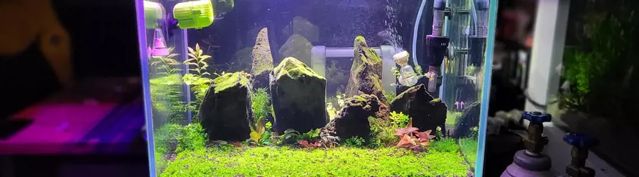 پرشین آکواریوم