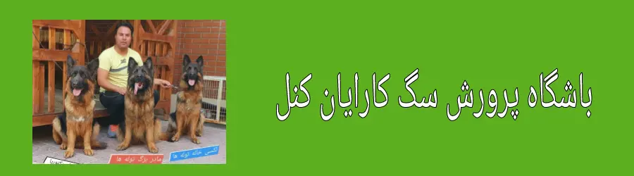 باشگاه پرورش سگ کرایان کنل
