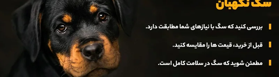 پرورش و فروش سگ های گارد و نگهبان امیرپاشا