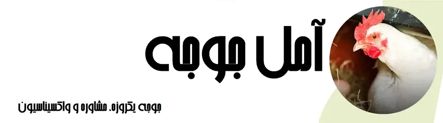 آمل جوجه