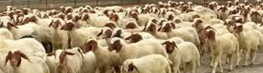 پرورش دام سبک میری