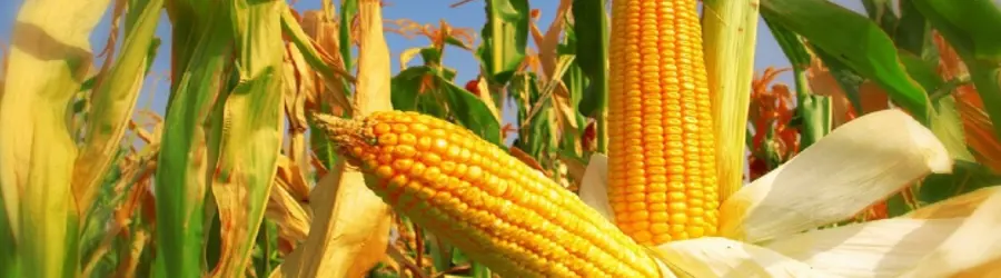 آرتان دشت ماهور خوزستان