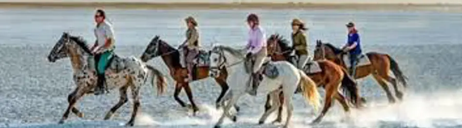 پرورش اسب یسنا هورس