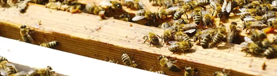 مرکز اصلاح نژادملکه زنبور عسل کوئین لند