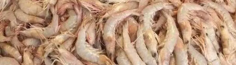 پرورش میگو خانم محمدی