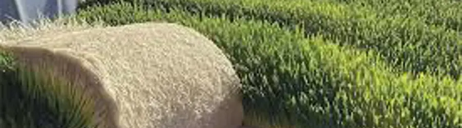 خوراک دام حبیبی