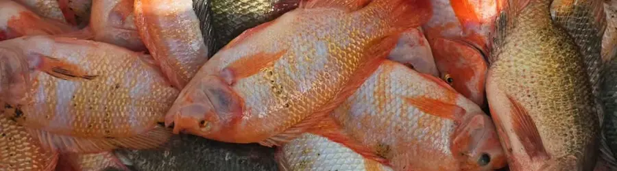 تیلاپیا خاتم