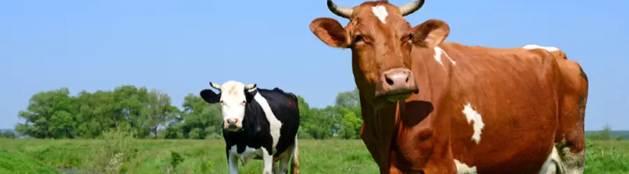 خدمات دامی شهاوند