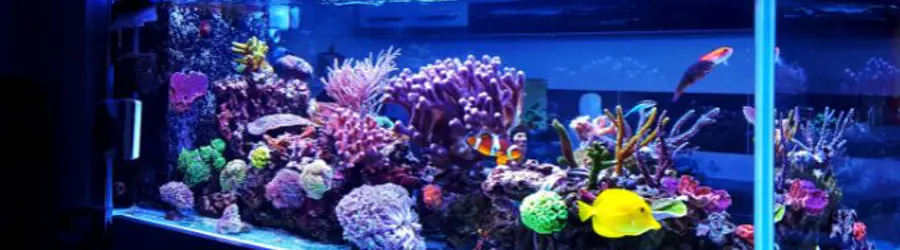 تکثیر و پرورش ماهیان زینتی علیزاده