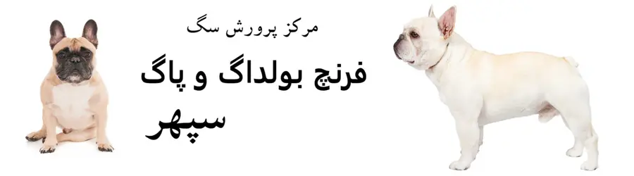 پرورش سگ سپهر