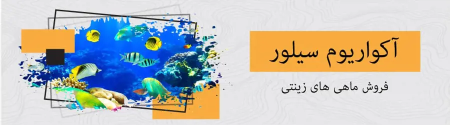 آکواریوم سیلور